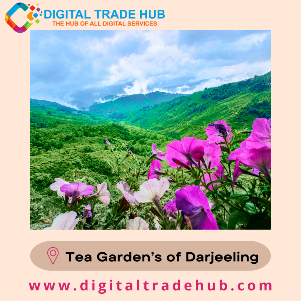 Tea Gardens of Darjeeling
